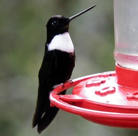 Hummingbird 1 - Acaime.