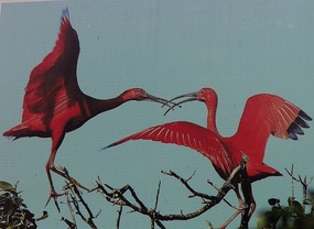 Poster Photo, Scarlet Ibis - Trinidad.