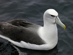Albatross Up Close - Stewart Island.