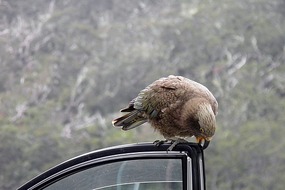 Kea 1 - Homer Pass Milford Sound.
