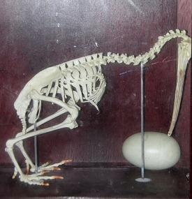 Kiwi Skeleton And Egg - Zealandia, Wellington.