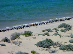 Cormorant Queue.