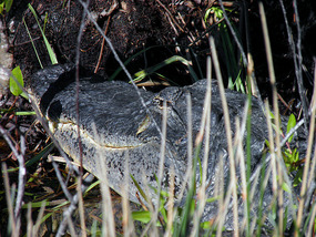 Alligator.