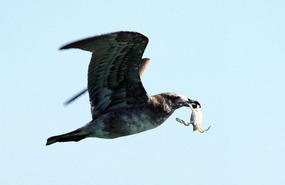 Gull and Crab.
