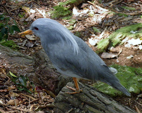 Adult Kagu Bird - New Caladonia.
