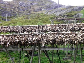 Cod Heads Drying.