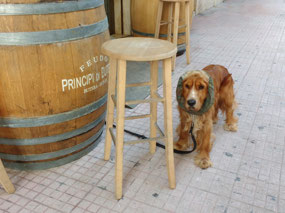 Dog in Trapani