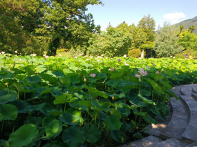 Giant water lily pond