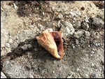 Conch Shells Everywhere
