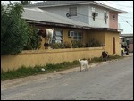 Local Goats