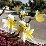 Beautiful Flower from Morning Walk