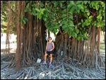 Huge Tree