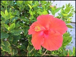 Lovely Hibiscus