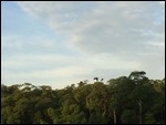 Birds of Prey
