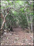 Mini jungle path to North End beach
