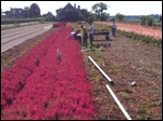 COLLECTING CUT FLOWERS 