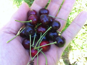 WILD CHERRIES
