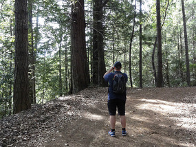 Redwood 1