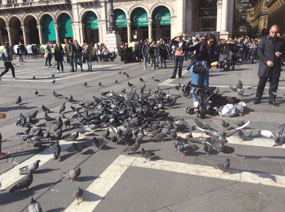 Pigeons everywherhere in Piazza Del Duomo