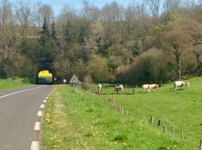 Normandie countryside with Charolais cattle