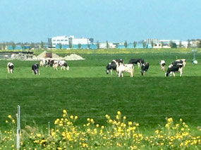 Dairy cattle near Edam