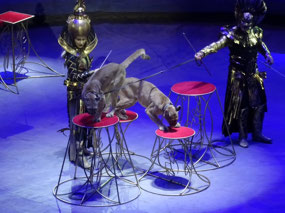 Cats Moscow Circus