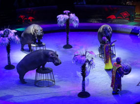 Hippos Moscow Circus