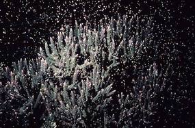 Coral spawning