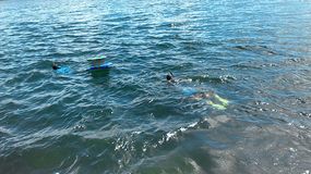 Spearing tilapia