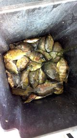 Some of our catch at the end of the day