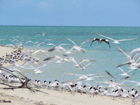 Birds flying