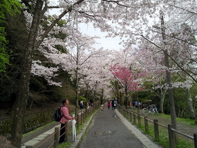 Blossom watching