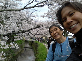 Cherry blossoms by day