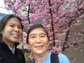 Pinkest cherry blossoms