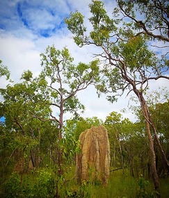 Termite mound reaching for the heavens