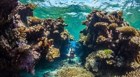 Snorkelling the Great Barrier Reef