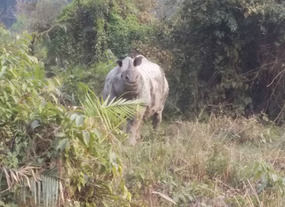Staring match with a rhino