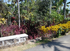 Bright coloured plants dot the walkways