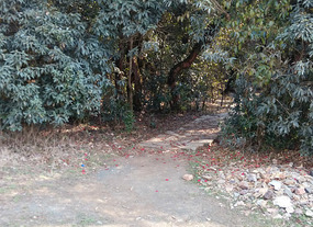 Enter the grove