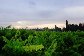 Vineyard at out villa