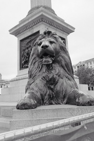 Lion at Trafalgar Square