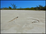 Low tide runoff. Fresh water seeping out.