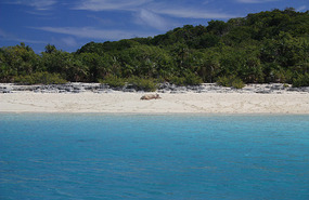 Pig Beach