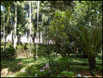 Garden of the imperial palace