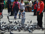 plaza de armas, many pigeons, kids love them!