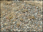 see the baby mice I rescued?