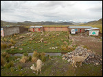 lamas, the only animal able to live and eat here!