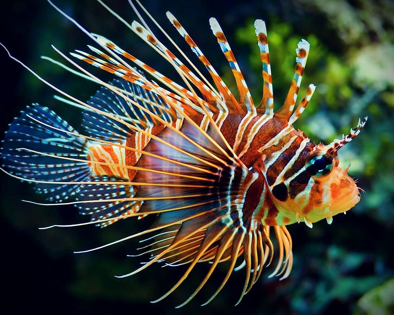 Lionfish get no respect in the Caribbean