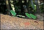 01 - Leaf cutter ants. Courtesy of Wikipedia