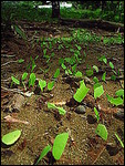 02 - Leaf cutter ants #2. Courtesy of Wikipedia